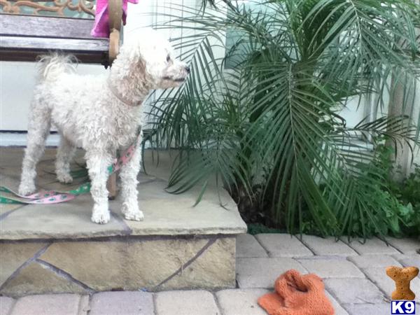Dogs - Poodle